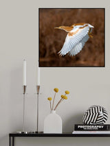 GOLDEN HERON Poster och Canvastavla