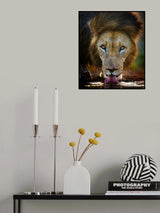 Backlight lion Poster och Canvastavla