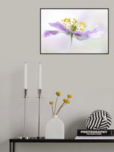 Wood Anemone Poster och Canvastavla