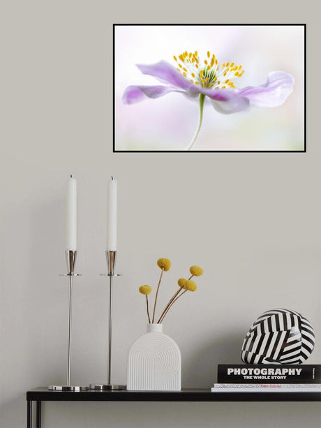 Wood Anemone Poster och Canvastavla