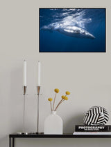 Humpback whale of Réunion Island Poster och Canvastavla