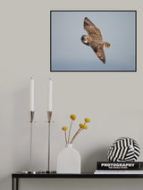 Short-Eared Owl Poster och Canvastavla