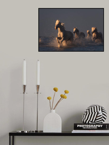 horses in sunset light Poster och Canvastavla