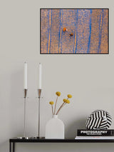 Shrimp dry in sun Poster och Canvastavla