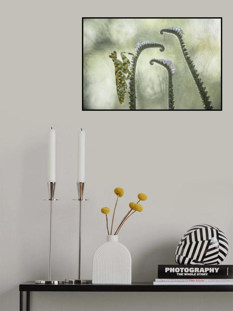 creobroter gemmatus Poster och Canvastavla