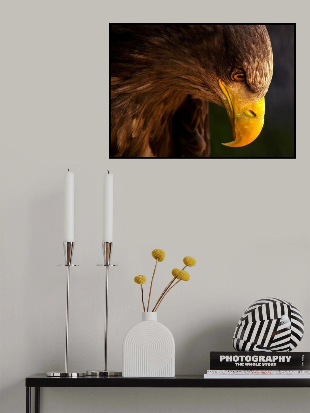 Eagle pursues prey Poster och Canvastavla