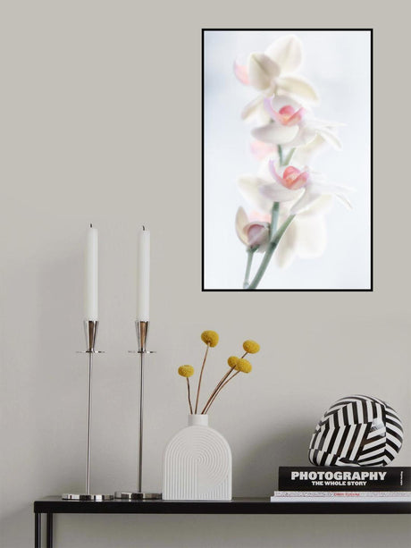 pale beauty Poster och Canvastavla
