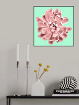 Pink Succulents on Teal Poster och Canvastavla