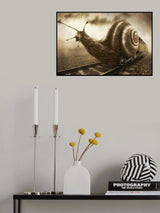 Snail Mail Poster och Canvastavla