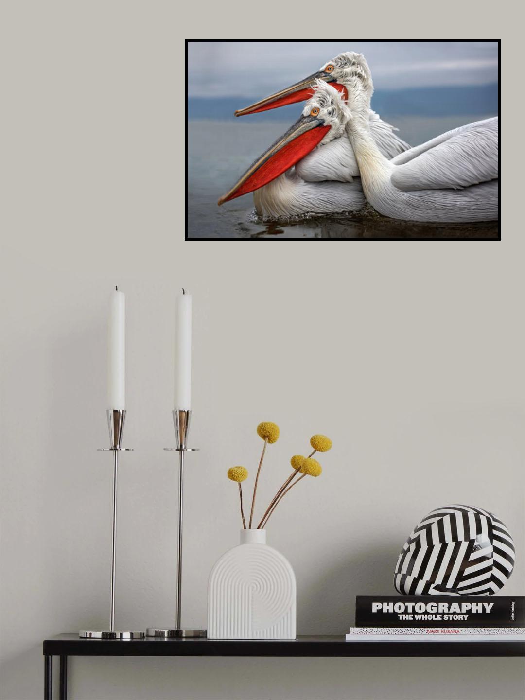 Dalmatian Pelicans Poster och Canvastavla