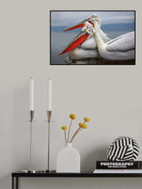Dalmatian Pelicans Poster och Canvastavla