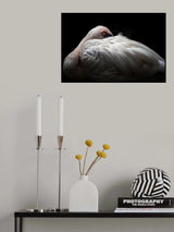 Lesser flamingo Poster och Canvastavla