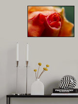 close-up of a rose Poster och Canvastavla