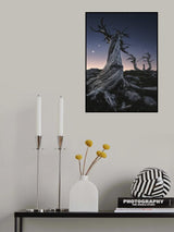 Forgotten Ancestors Poster och Canvastavla