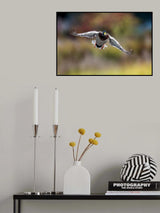 Mallard Poster och Canvastavla