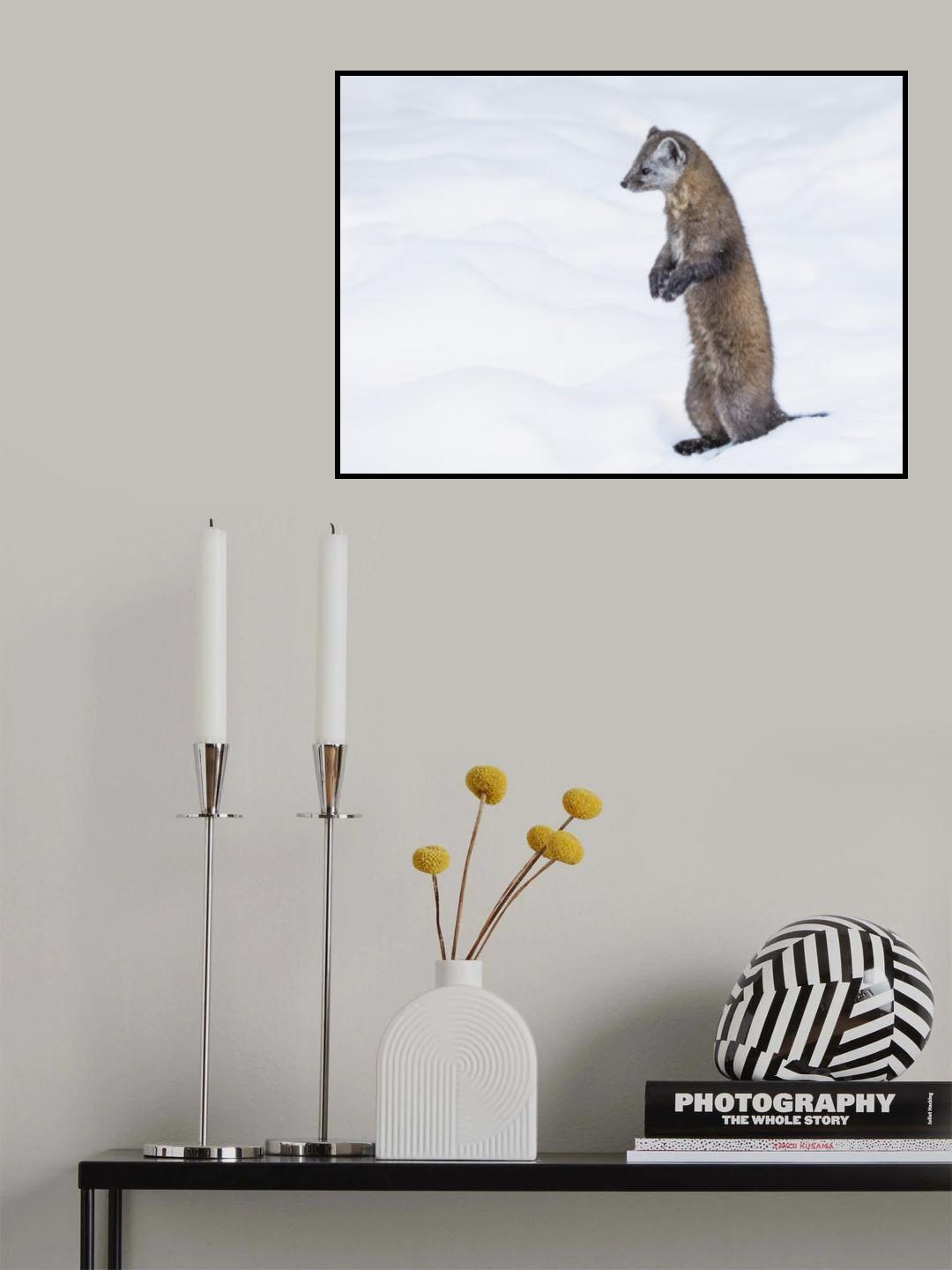 Pine Marten 2 Poster och Canvastavla