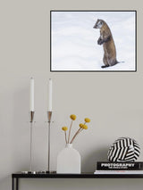 Pine Marten 2 Poster och Canvastavla