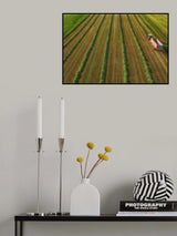 farming Poster och Canvastavla