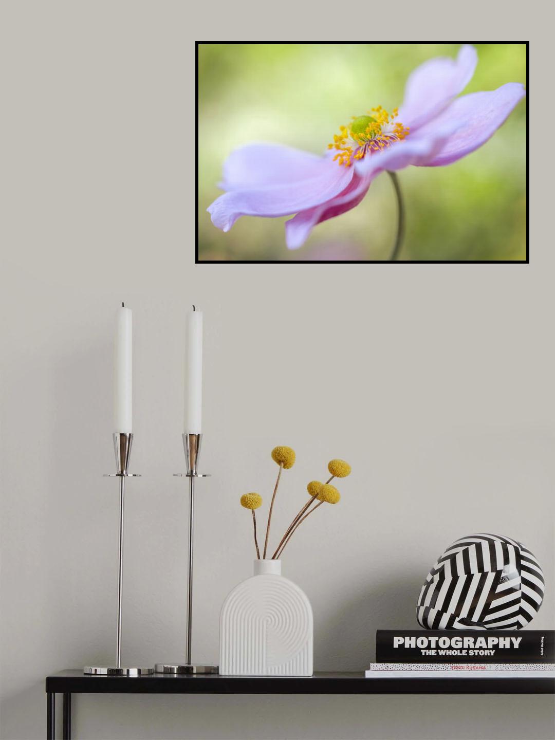 Japanese Anemone Poster och Canvastavla