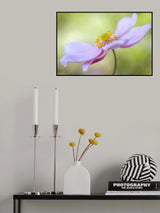 Japanese Anemone Poster och Canvastavla