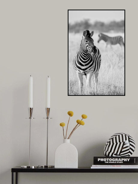 Zebra BW Poster och Canvastavla