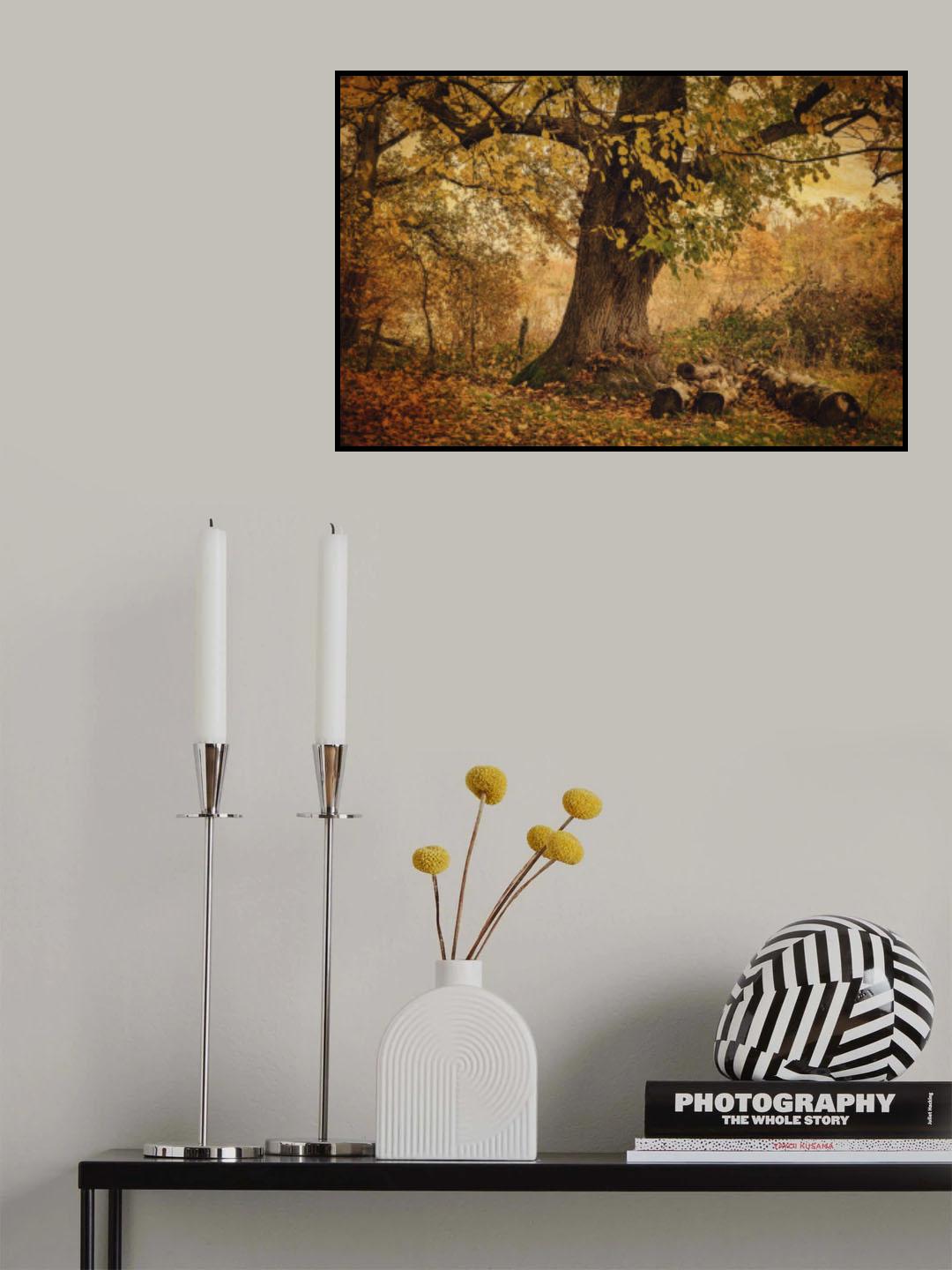 Old tree Poster och Canvastavla