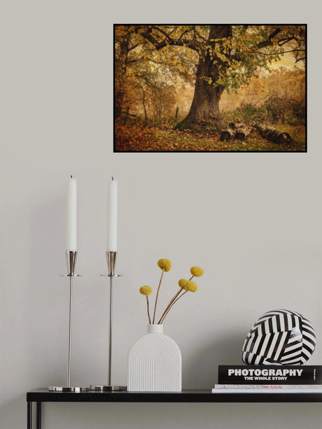 Old tree Poster och Canvastavla