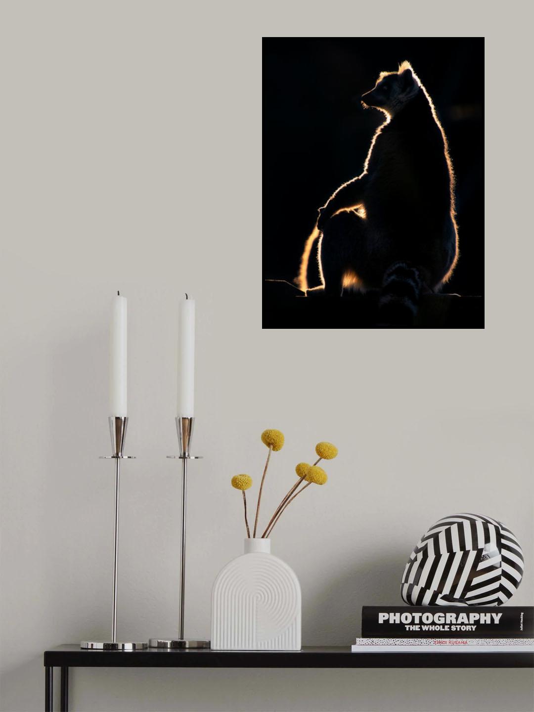 Lemur at sunset Poster och Canvastavla