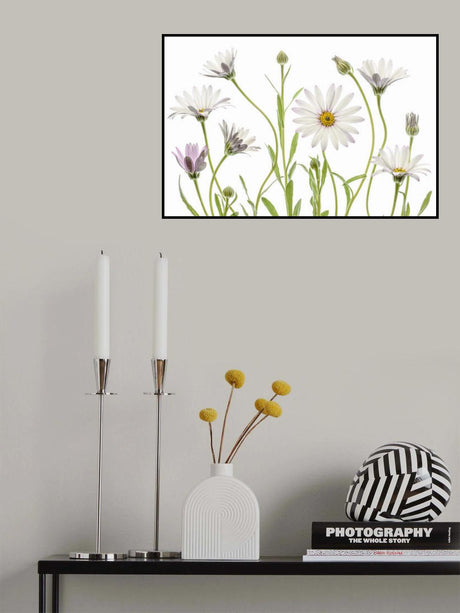 Cape Daisies Poster och Canvastavla