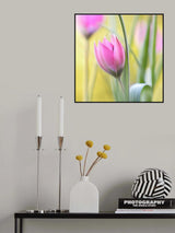 Tulip Poster och Canvastavla