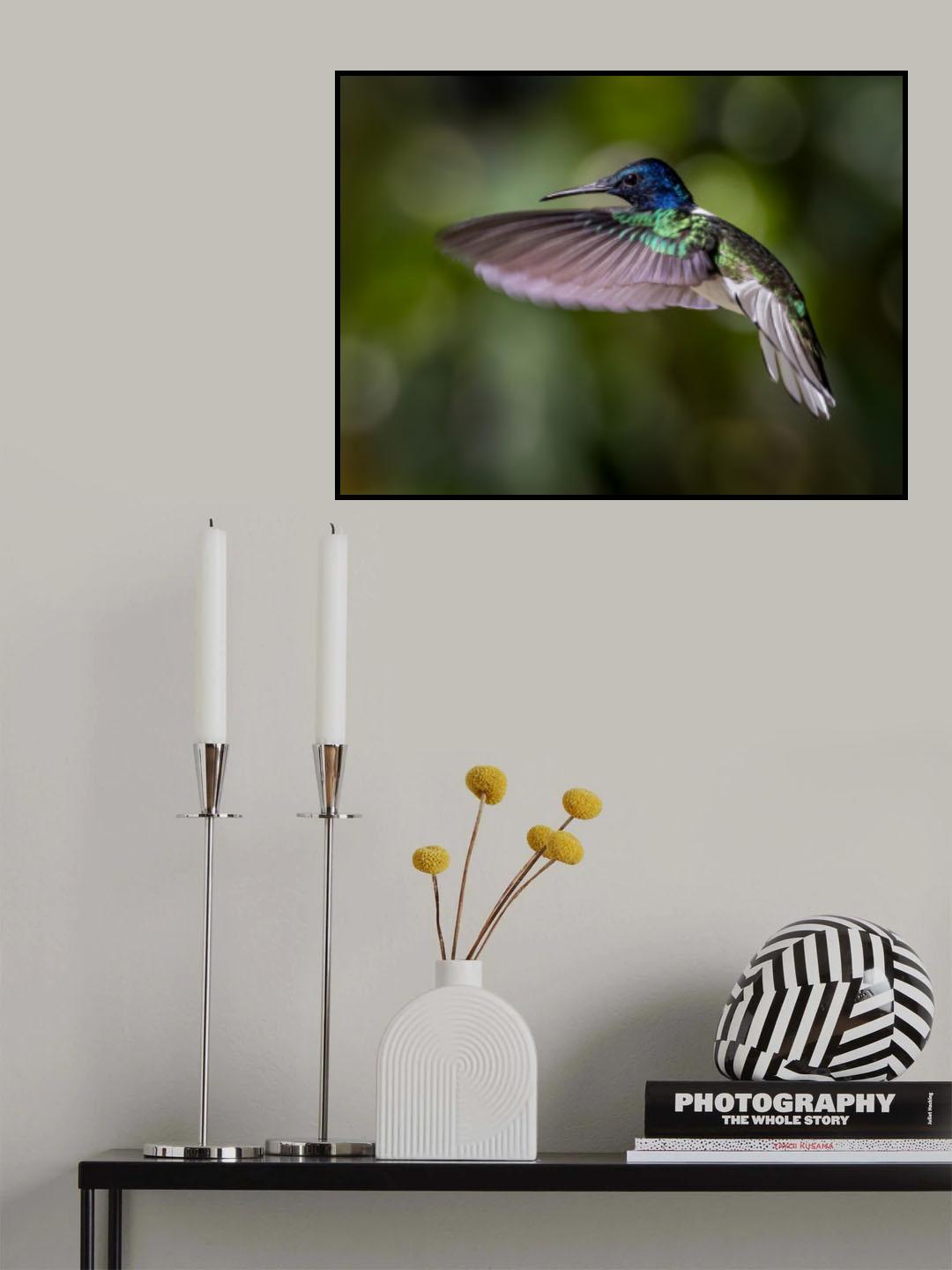 White-necked Jacobin Poster och Canvastavla
