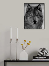 The wolf Poster och Canvastavla