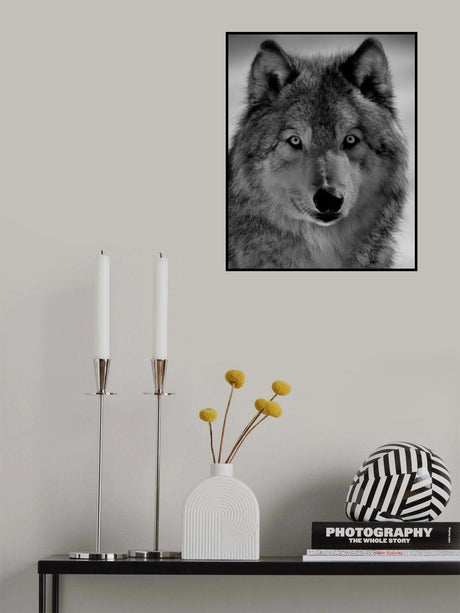 The wolf Poster och Canvastavla
