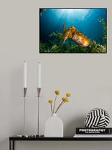 Cuttle/Human Viewing Poster och Canvastavla