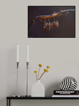 Mantis babies Poster och Canvastavla