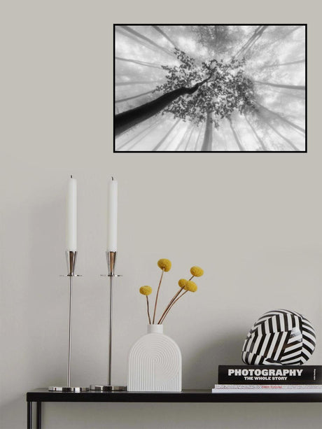 Spring foggy views Poster och Canvastavla