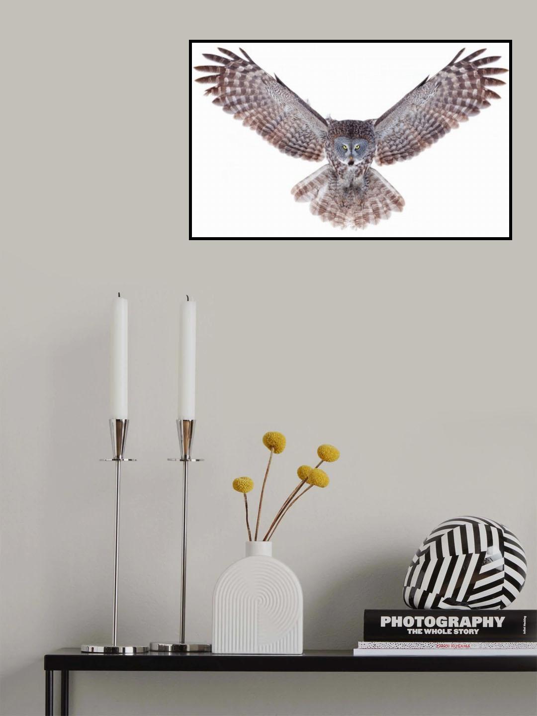 Power - Great Grey Owl Poster och Canvastavla