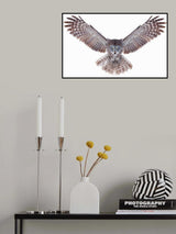 Power - Great Grey Owl Poster och Canvastavla