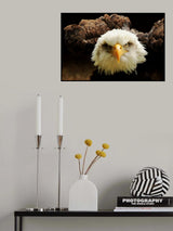 The Judge Poster och Canvastavla