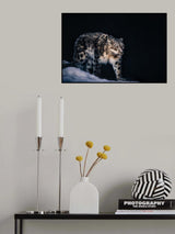 Snow Leopard Poster och Canvastavla