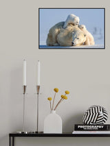Two cute cubs Poster och Canvastavla