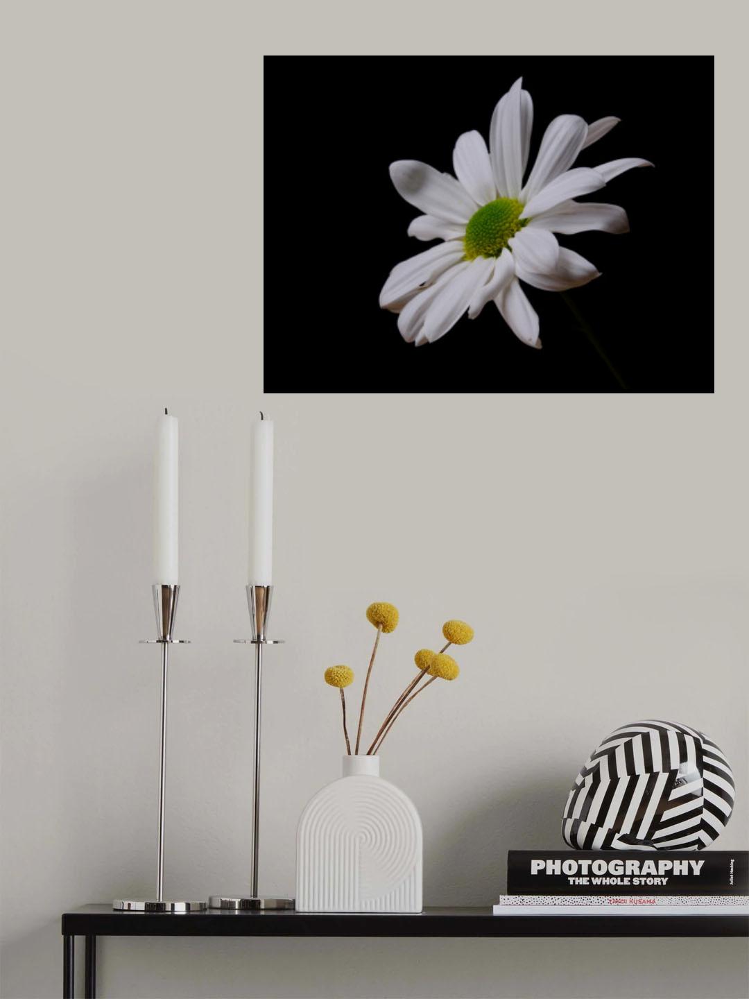 white daisy flower Poster och Canvastavla