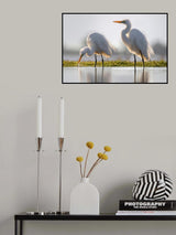 Great egret fishing Poster och Canvastavla