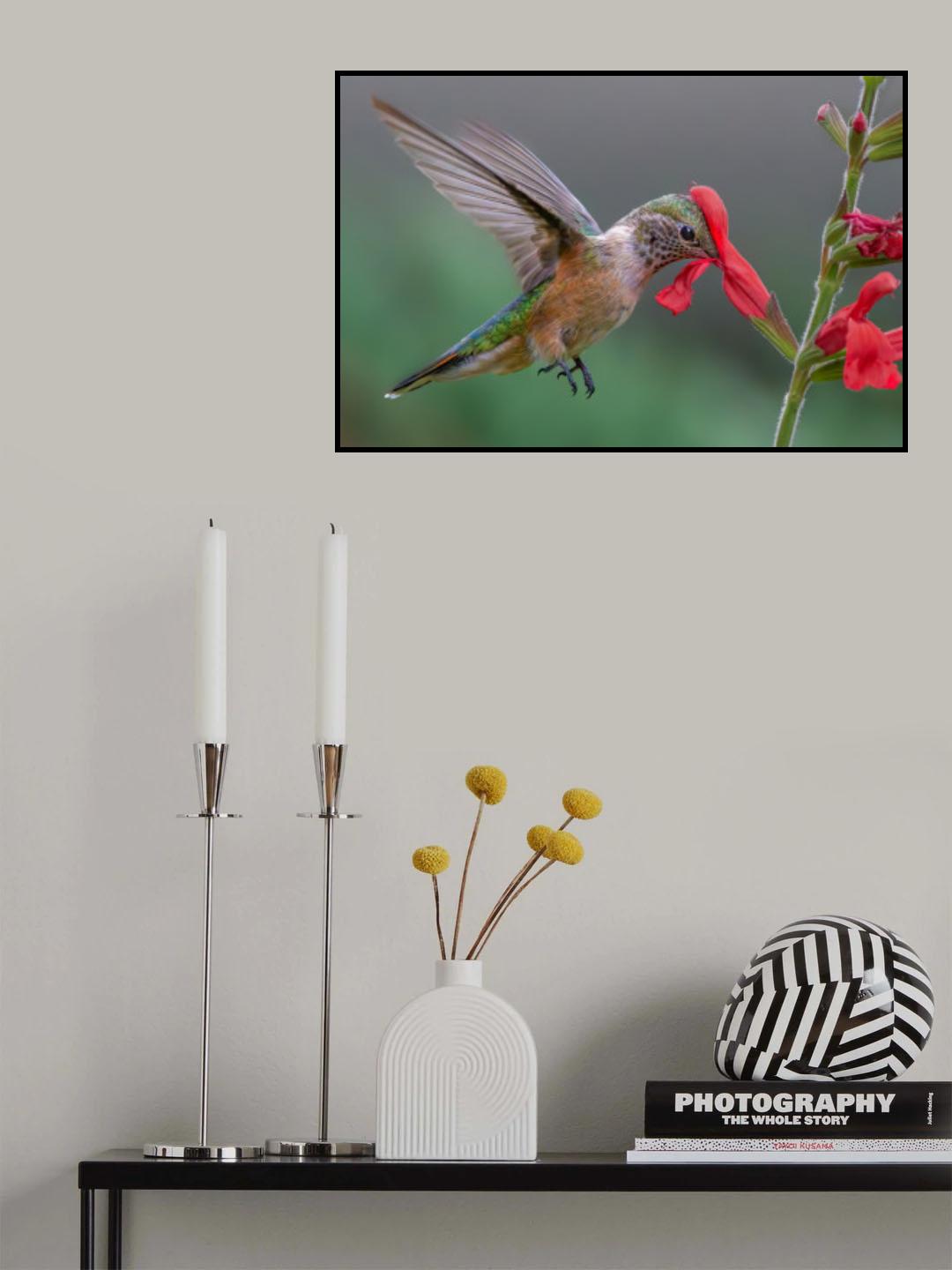 Broad tailed hummingbird Poster och Canvastavla