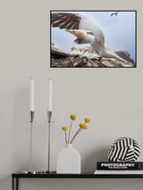 Morus bassanus Poster och Canvastavla