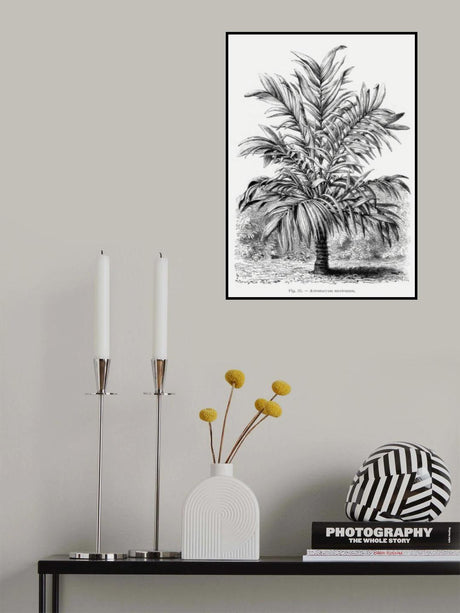 Vintage Palm Tree Drawing Ix Poster och Canvastavla