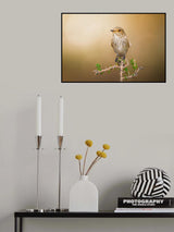 Spotted Flycatcher Poster och Canvastavla