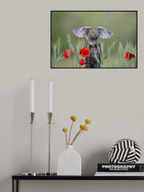 Open wings Poster och Canvastavla