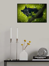 Peekaboo Poster och Canvastavla
