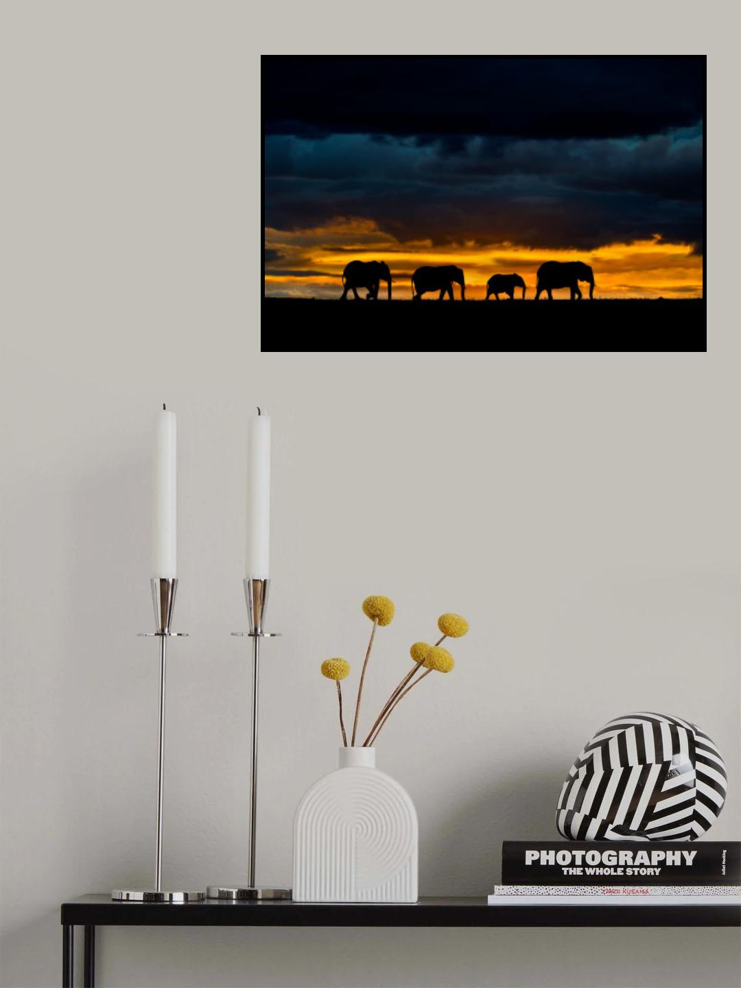 Elephants at dusk Poster och Canvastavla